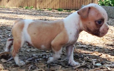 Bully male pup available