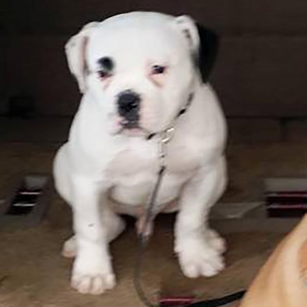 Black american store bulldog for sale