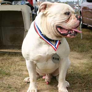 1 year old American Bulldog winning weight pull
