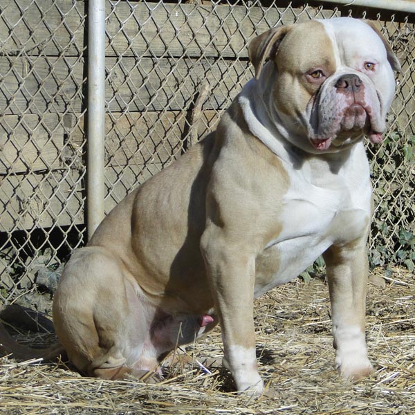 American Bulldog with Huge head and massive cheeks