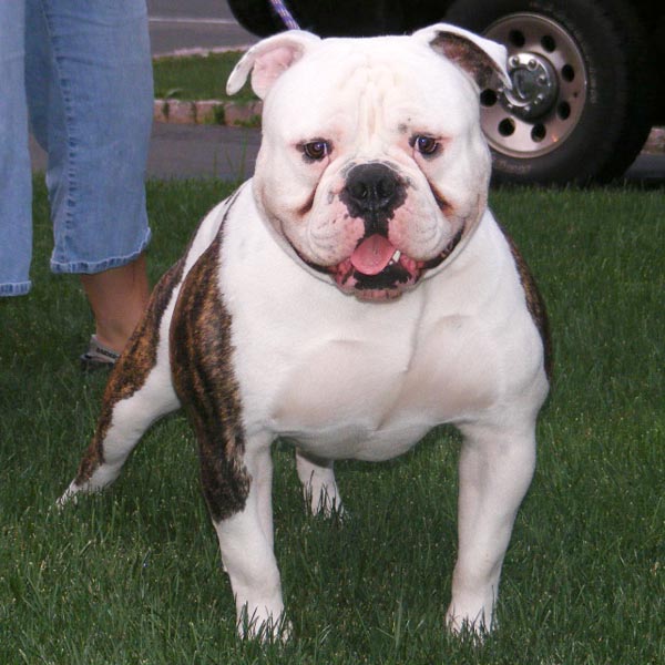thickest American Bulldog