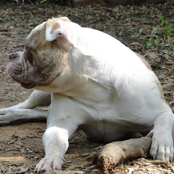American Bulldog female 1 year old puppy
