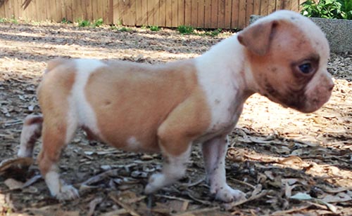 Bully male pup available