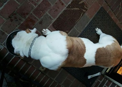 biggest 9 month American Bulldog puppy