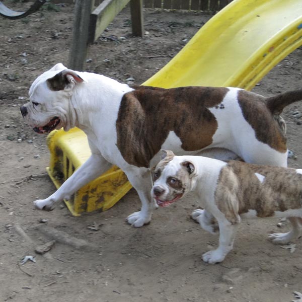 Male American Bulldog with puppies