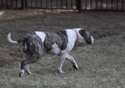 American Bulldog out for a jog