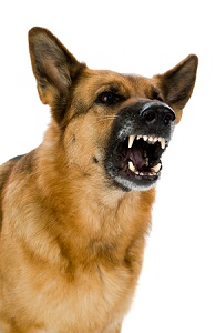 Dogs Body Language (Offensive Aggression) – Part 6