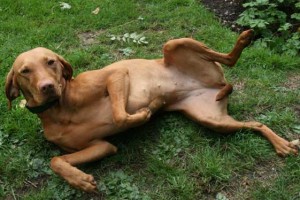 Dogs Body Language (Passive Submission) – Part 9