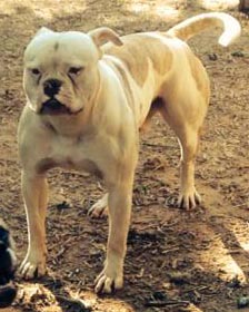 1 year old American Bulldog lots of muscle