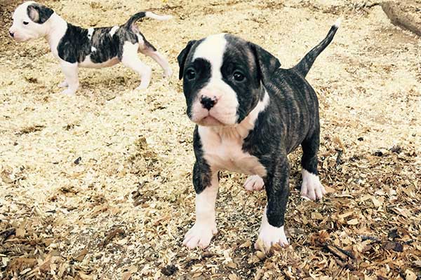 Female American Bulldog pup for sale from Toby and Moscatta
